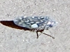 Xestocephalus lunatus
