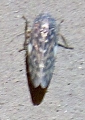 Xestocephalus lunatus