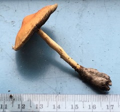 Leratiomyces squamosus