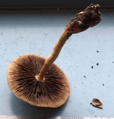 Leratiomyces squamosus