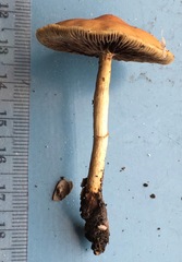 Leratiomyces squamosus