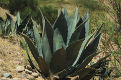 Agave