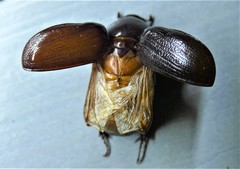 Xyloryctes jamaicensis