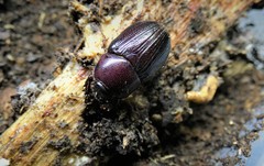 Xyloryctes jamaicensis