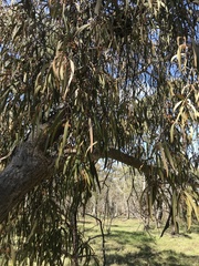 Amyema pendula pendula