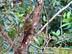 Xiphorhynchus triangularis