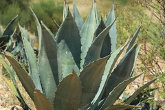 Agave