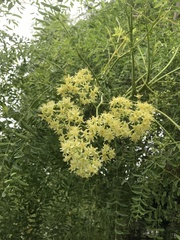 Moringa drouhardii