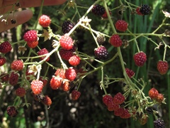 Rubus urticifolius
