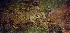 Rhinella humboldti