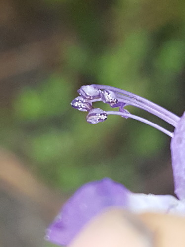 Trichostema image