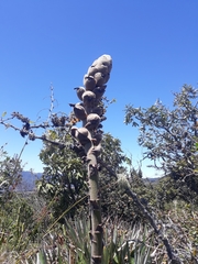 Puya asplundii