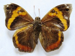 Opsiphanes cassina chiriquensis