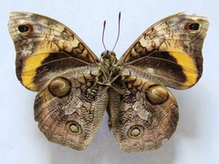 Opsiphanes cassina chiriquensis