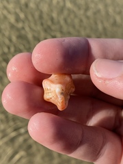 Chicoreus denudatus