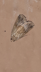 Maliattha separata