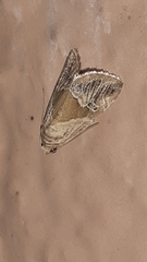 Maliattha separata
