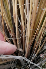 Chionochloa rubra