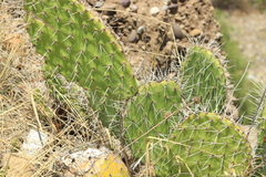 Opuntia