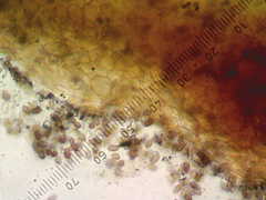 Leratiomyces squamosus