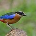 Blue-winged Pitta - Photo (c) Peter Ericsson, some rights reserved (CC BY-NC), uploaded by Peter Ericsson