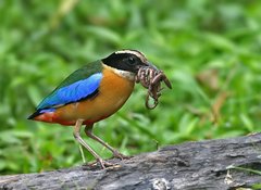 Pitta moluccensis