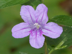 Ruellia pedunculata