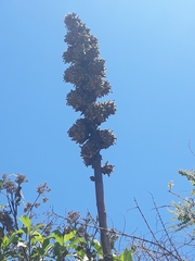 Puya asplundii