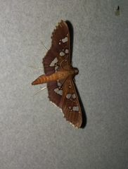 Phostria temira