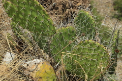 Opuntia