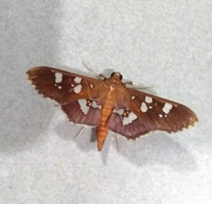 Phostria temira