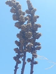 Puya asplundii