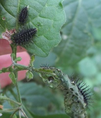 Epilachna mexicana