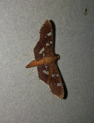 Phostria temira