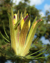 Cordylanthus wrightii