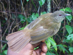 Phyllastrephus baumanni