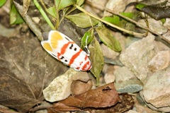 Cyana bellissima