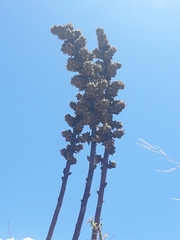 Puya asplundii