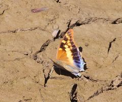 Charaxes guderiana guderiana