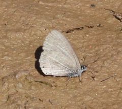 Pseudonacaduba sichela sichela