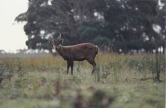 Axis porcinus