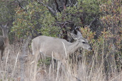 Odocoileus virginianus couesi