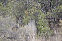 Odocoileus virginianus couesi