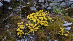 Sedum chrysicaulum