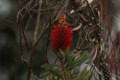 Melaleuca glauca