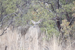 Odocoileus virginianus couesi