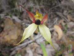 Caladenia macrostylis