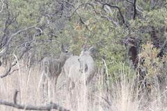 Odocoileus virginianus couesi