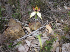 Caladenia macrostylis