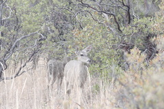 Odocoileus virginianus couesi